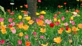 Tulpen Land Blumen Malerei von Fotos zu Kunst